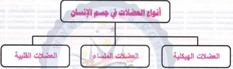 أنواع العضلات في جسم الإنسان
